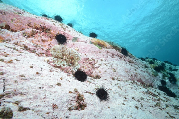 Fototapeta 雲丹と磯焼けする海の環境問題