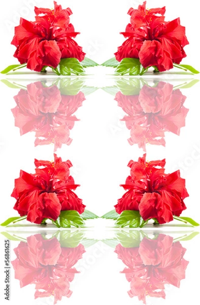 Obraz Seamless rose  pattern.