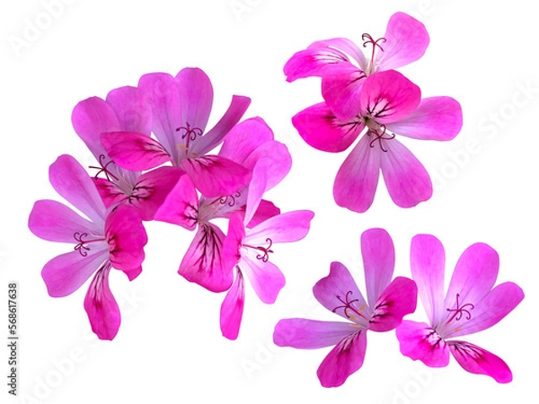 Obraz ピンクのローズゼラニウムの花