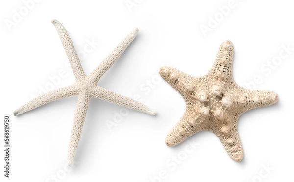 Fototapeta two different types of white starfish isolated over a transparent background, ocean / sea / beach / summer vacation design element, flat lay / top view with subtle shadows