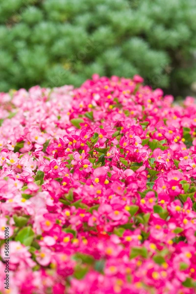 Fototapeta The name of these flowers is "Bedding Begonia".
Scientific name is Begonia semperflorens Link et Otto.
