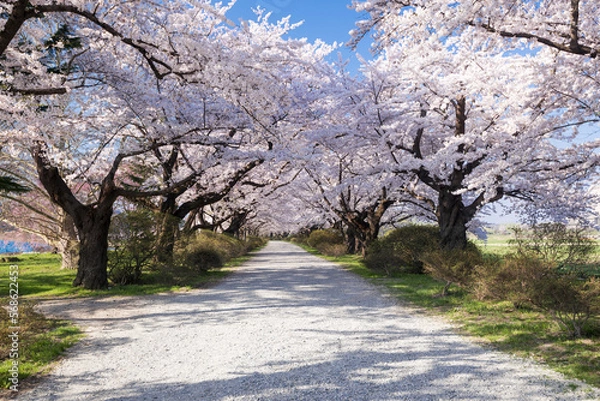 Obraz 北上市立公園展勝地の桜
