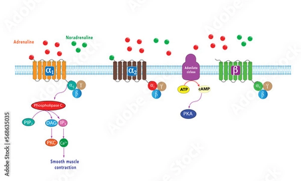 Obraz Adrenergic receptor signaling 