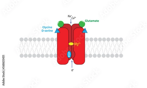 Fototapeta NDMA receptor 