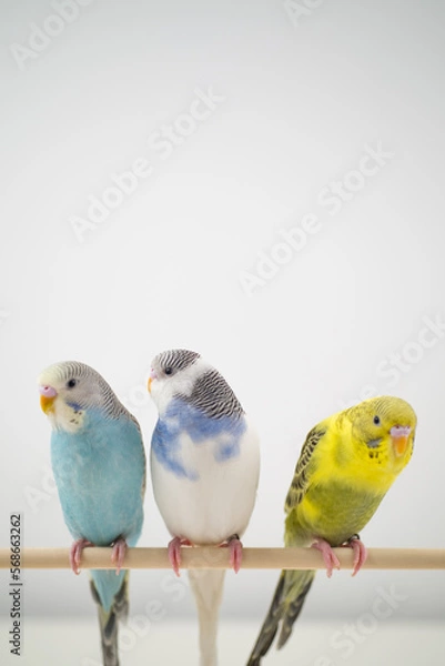 Obraz Parakeet pet bird