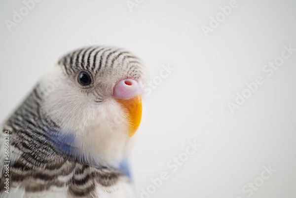 Obraz Parakeet pet bird