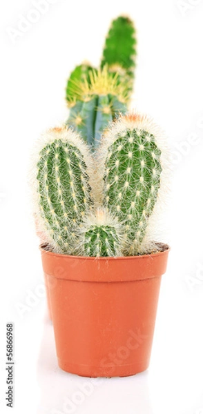 Fototapeta Collection of cactuses, isolated on white