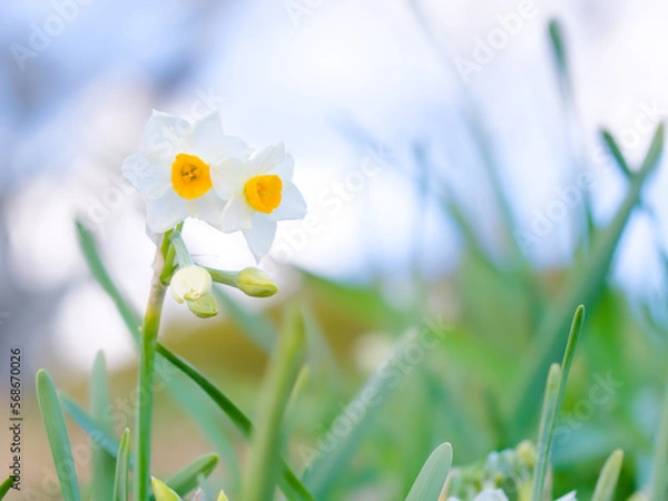 Obraz 逆光のスイセン