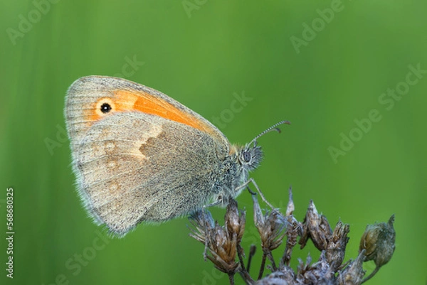 Obraz butterfly on leaf