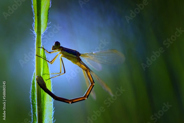 Obraz dragonfly sits on a plant