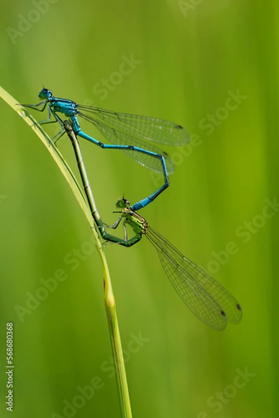 Obraz blue dragonfly on a green leaf
