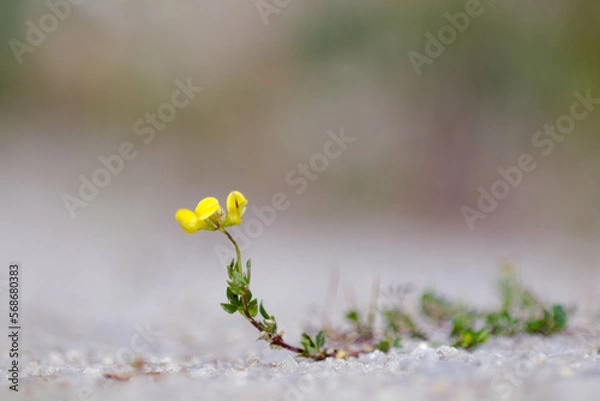 Obraz flowers in spring