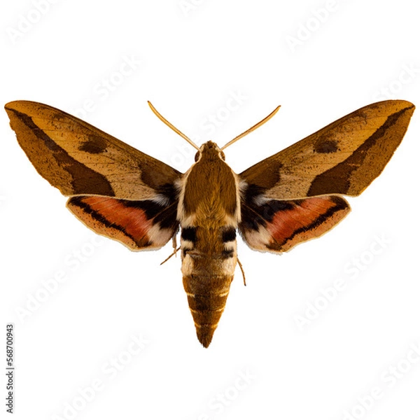 Fototapeta Spurge hawk-moth