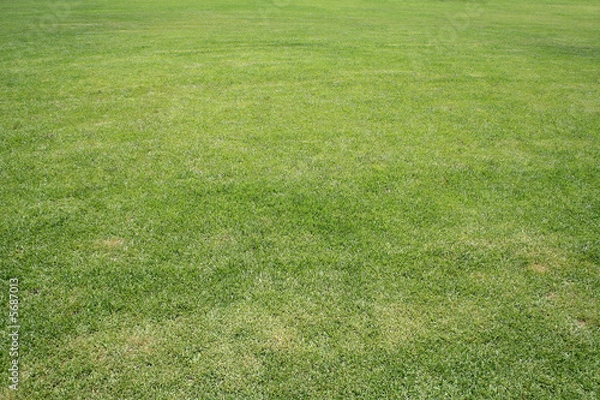 Fototapeta green grass 