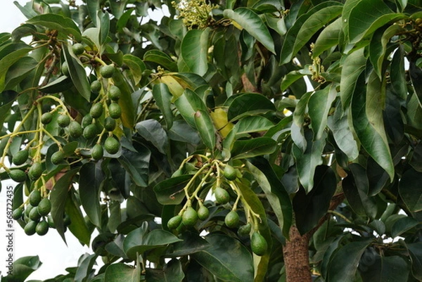 Fototapeta First time getting fruit on this young avocado tree in the orchard.