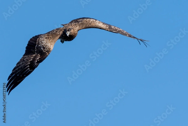 Obraz 青空の中を飛翔する鳥