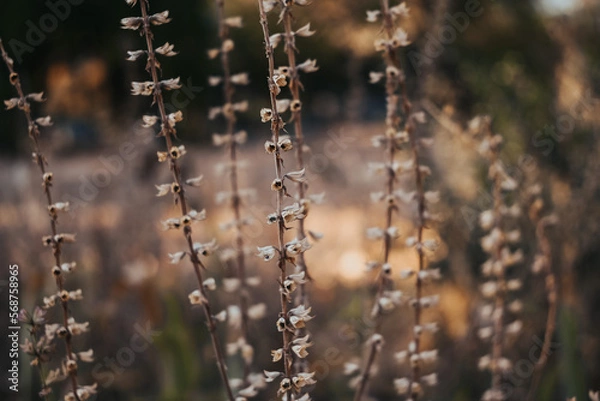 Fototapeta pampasgras