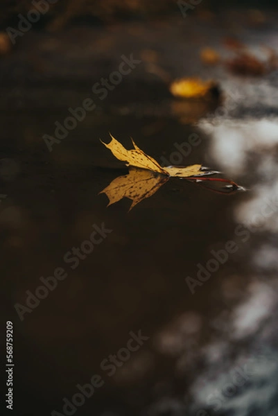 Obraz Gesiegeltes Blatt 