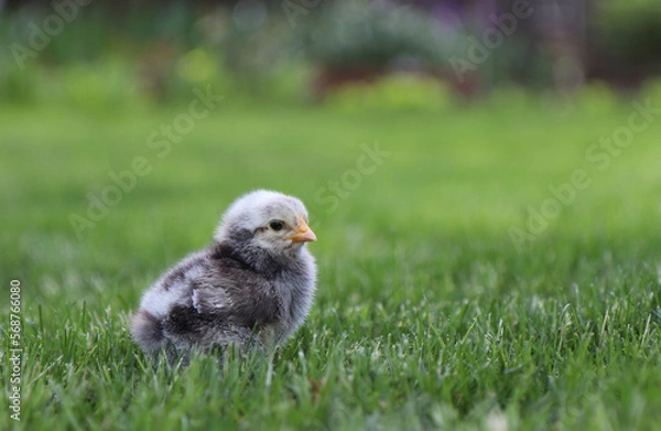 Obraz One grey small chicken in green grass. High quality photo