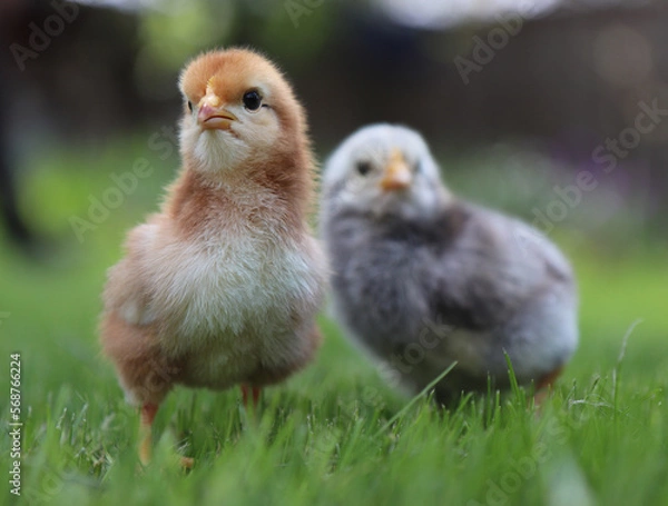 Fototapeta Portrait of two small chickens on green grass. High quality photo