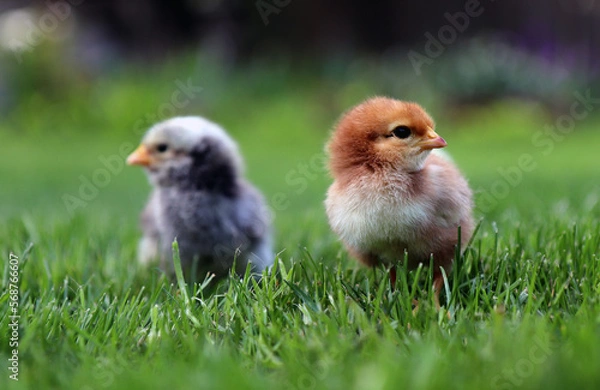 Fototapeta Two cute little chickens in the backyard in the grass. High quality photo