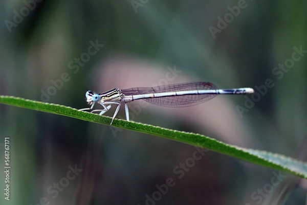 Obraz A dragonfly resting on the green grass. High quality photo
