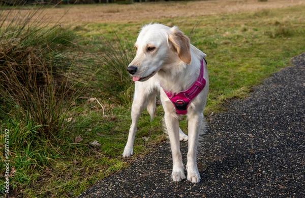 Fototapeta Portrait image of young golden retriever dog in a pink harness outdoors in a green park walking off lead