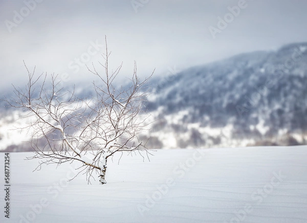 Obraz Bieszczady zimą