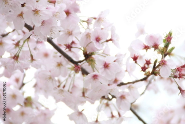 Fototapeta cherry blossom