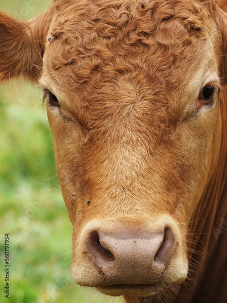 Obraz brown cows face