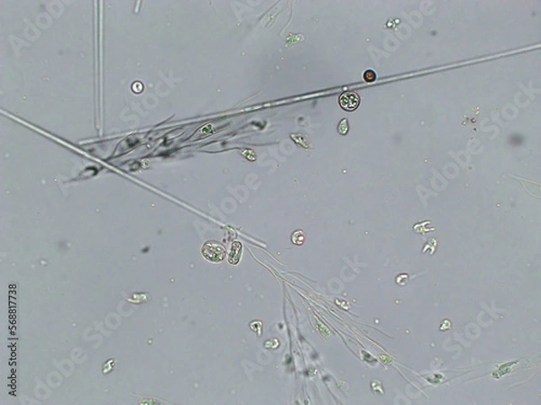 Fototapeta Diatoms, algae under microscopic view, phytoplankton, fossils, silica, golden yellow algae