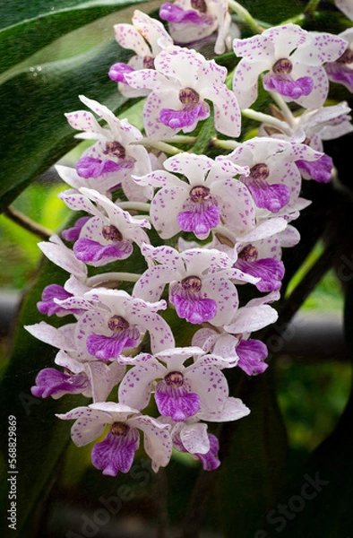 Obraz pink orchid flowers
