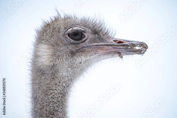 Obraz ostrich head close up