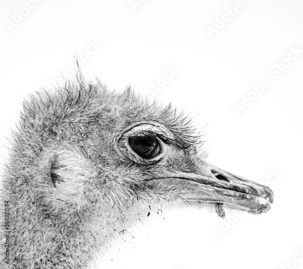 Obraz ostrich head close up