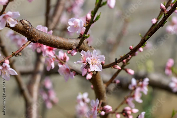 Obraz ピンクの桃の花