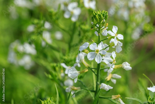 Obraz 白い大根の花