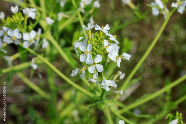 Obraz 白い大根の花