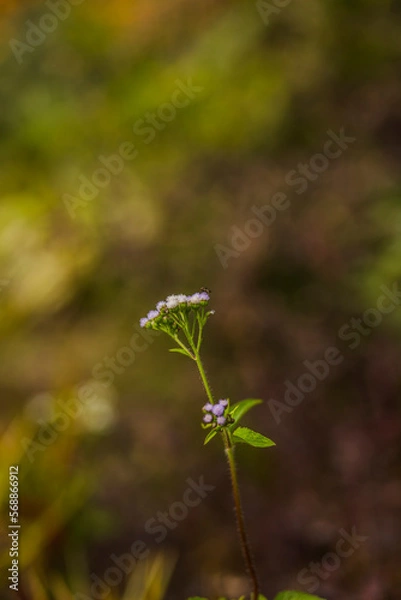 Fototapeta leaves on a tree