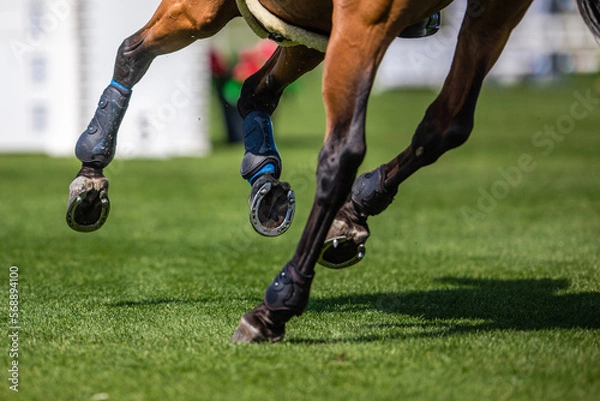 Obraz Galloping Horse Legs Closeup