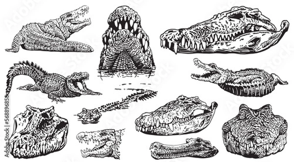 Fototapeta Graphical set of crocodiles isolated on white background, vector illustration