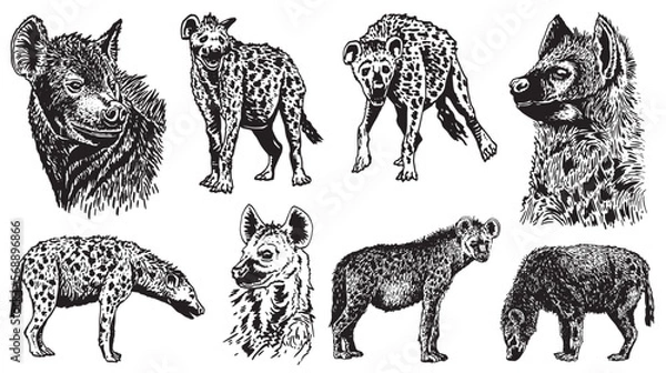 Obraz Graphical set of hyenas isolated on white background, vector elements