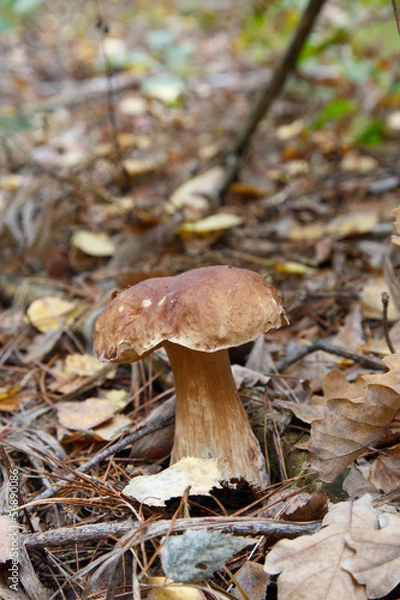 Fototapeta Cep growing in the forest