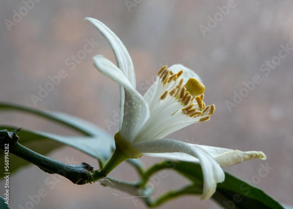 Obraz lemon tree flower 