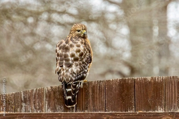 Obraz common buzzard buteo