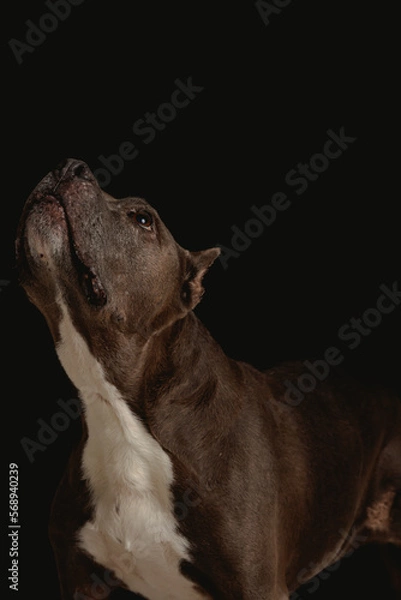 Obraz pitbull dog