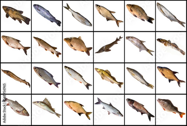 Obraz Collection of freshwater fishes isoleted on white background