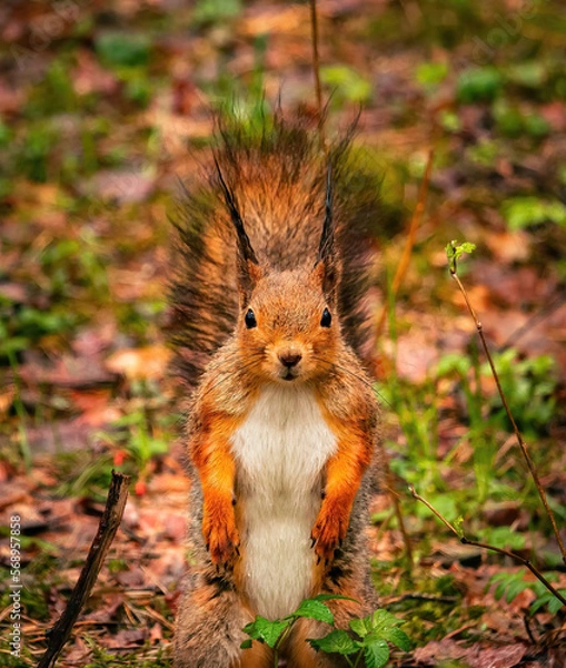 Fototapeta Cute and funny fluffy squirrel stands and look straight into the camera. Cute eurasian red squirrel (Sciurus vulgaris) stands still on a ground with green leaves.Spring in Eastern Europe, Riga, Latvia