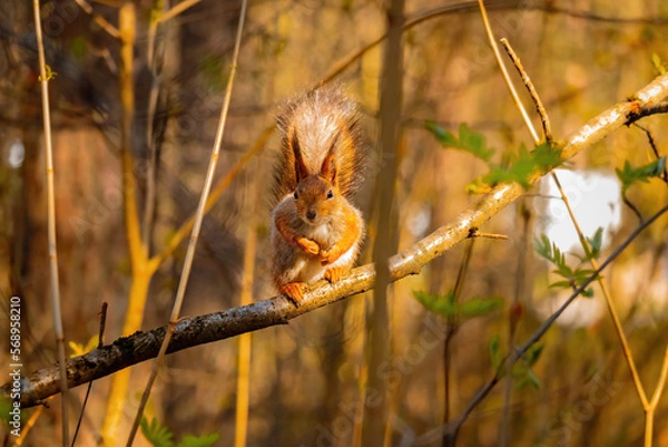 Fototapeta Cute and funny fluffy squirrel sits and look straight into the camera.Cute eurasian red squirrel (Sciurus vulgaris) sits on a tree branch with green leaves.Green spring in Eastern Europe, Riga, Latvia