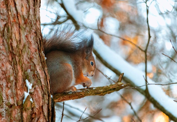 Fototapeta Cute eurasian red squirrel (Sciurus vulgaris) sits on a tree branch near snowy branches. Cute and funny fluffy squirrel sits on a branch. Winter in Eastern Europe, Riga, Latvia