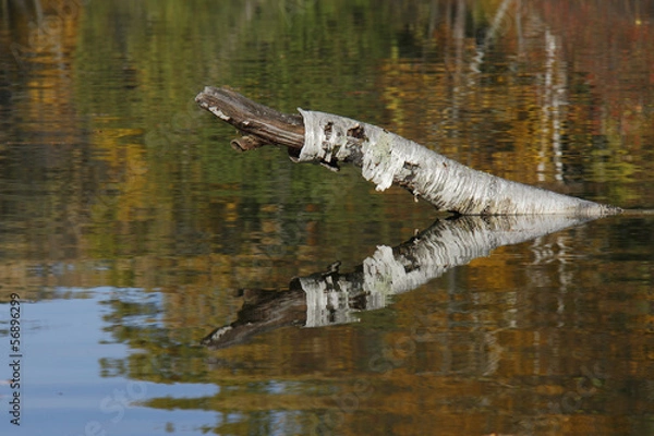 Fototapeta Birch Snag Reflectiion on an Autumn Lake
